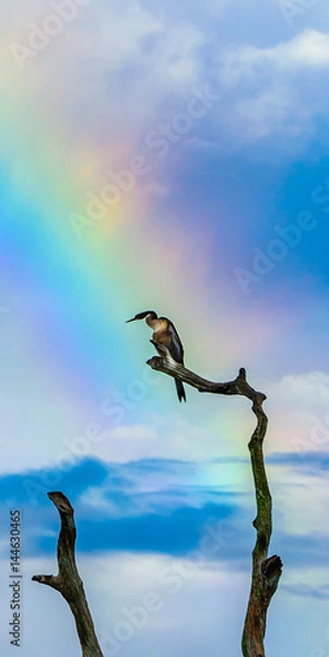 Obraz Rainbow and Bird