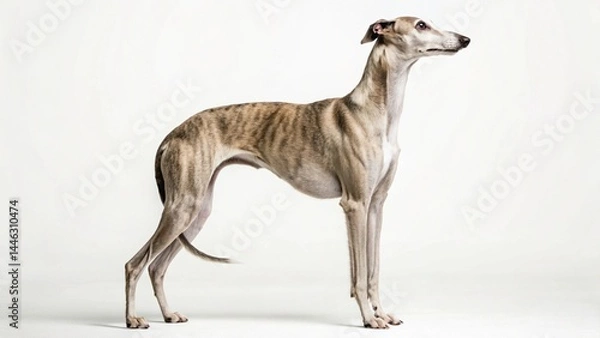 Fototapeta Elegant Whippet or sighthound dog standing gracefully in profile against a clean background, showcasing its slender build and smooth fawn coat.

