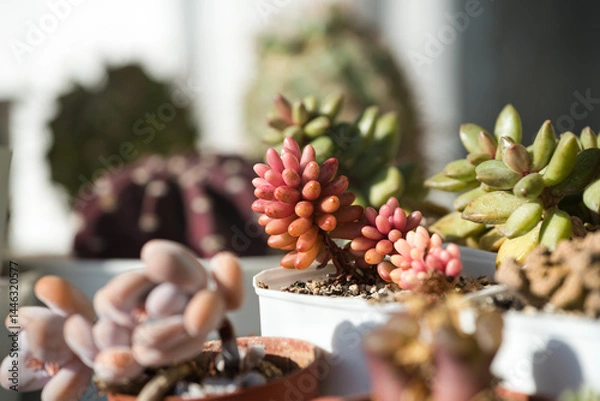 Fototapeta Pink succulent Sedum rubrotinctum Aurora growing in a white pot on a sunny day. Collection of succulents