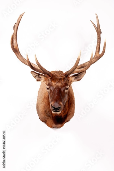 Fototapeta Ciervo Trofeo