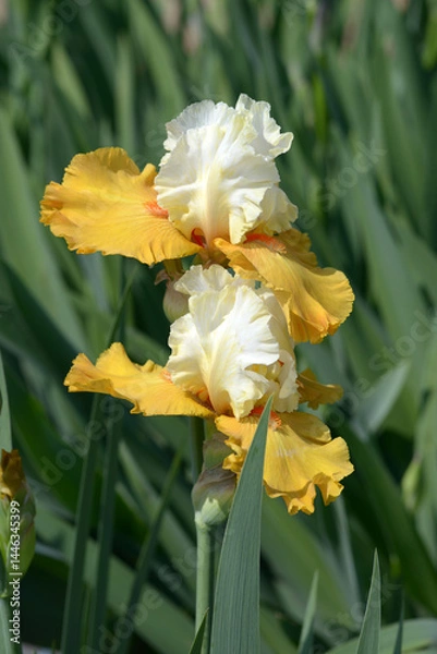 Obraz ドイツアヤメ