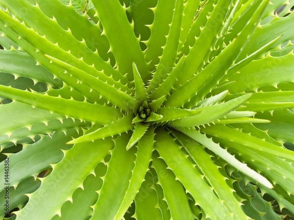 Obraz Aloe vera