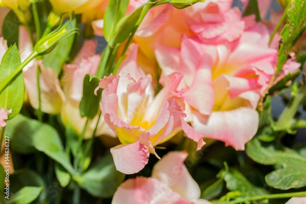 Obraz Pink eustoma flowers.