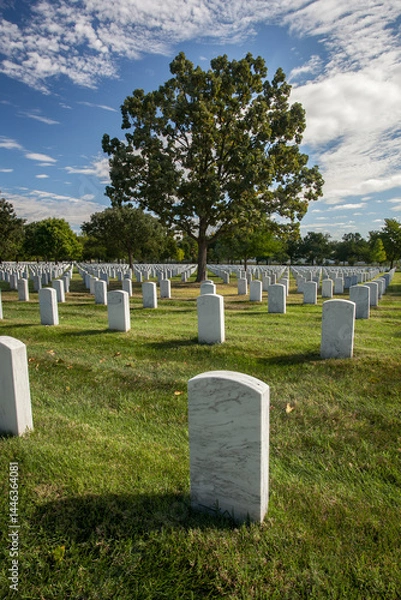 Fototapeta Large tree in middle of military cemetery