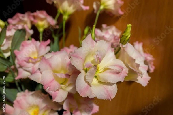 Obraz Pink eustoma flowers.