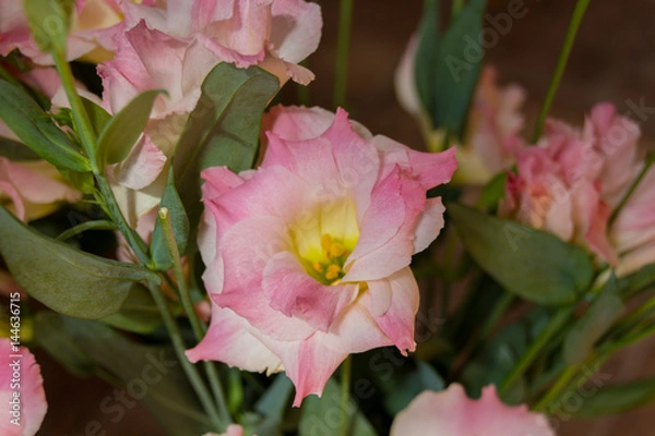Obraz Pink eustoma flowers.
