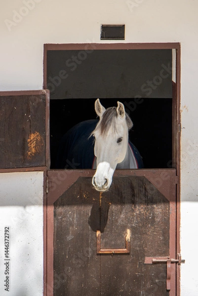 Obraz white horse in stable