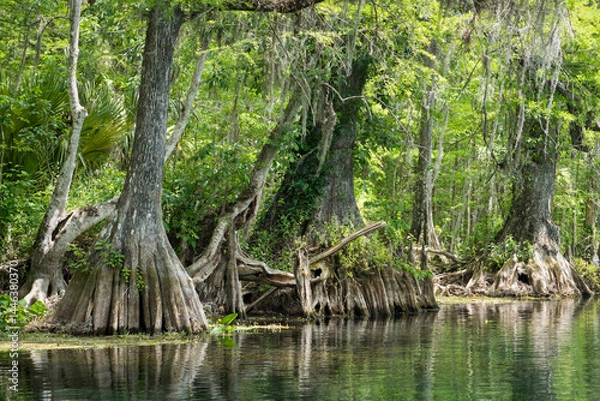Obraz Scenery on the Silver River in Florida. Cypress Trees, Spanish Moss, tropical setting on a river.