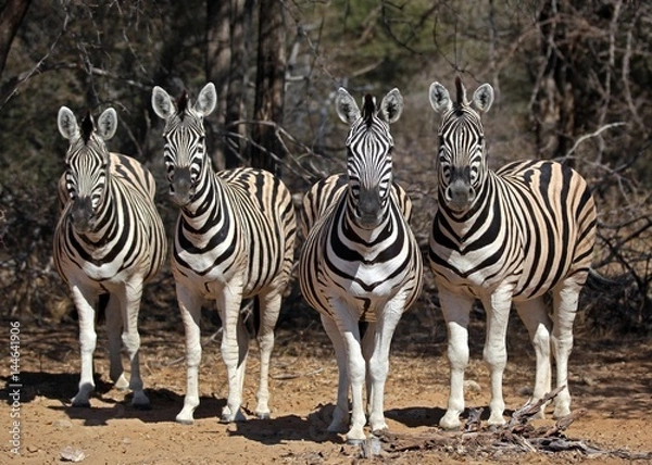 Obraz Curious zebras 