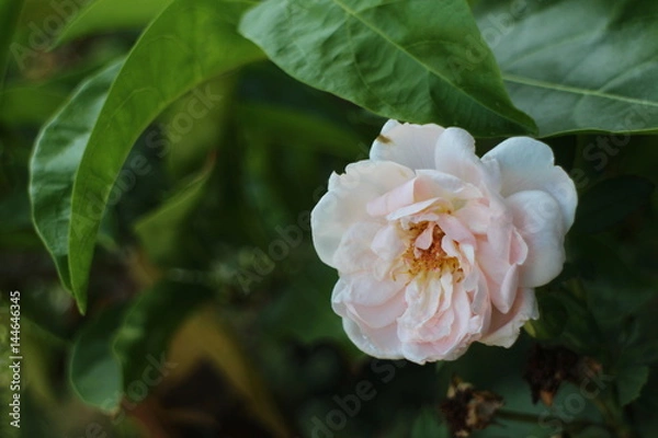 Obraz Pink Rose in a Garden