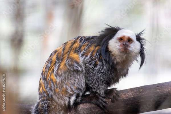 Obraz white-headed marmoset (Callithrix geoffroyi)