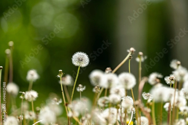 Obraz たんぽぽの綿毛