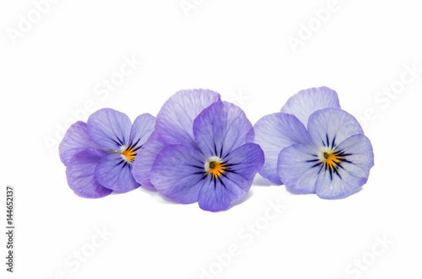 Obraz Pansies isolated