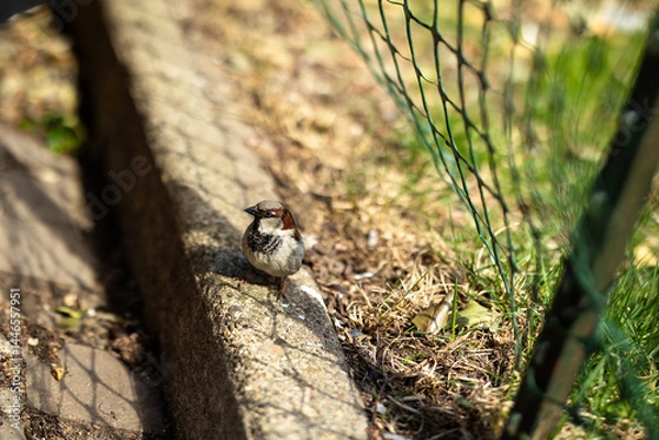 Fototapeta close-up of a small Italian sparrow with a brown stripe on its head standing on a curb looking to the right with grass in the background