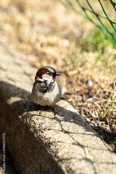 Fototapeta close-up of a small Italian sparrow with a brown stripe on its head standing on a curb looking to the right with grass in the background