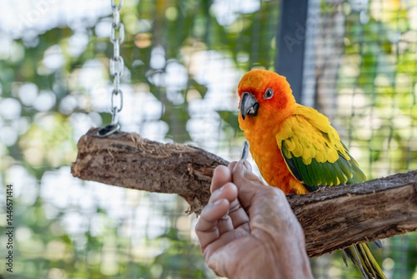 Fototapeta Close-up of a human hand feeding beautiful colorful Sun Conure parrot bird sitting on a tree branch. Ideal for exotic birds, pet photography, or wildlife portraits.