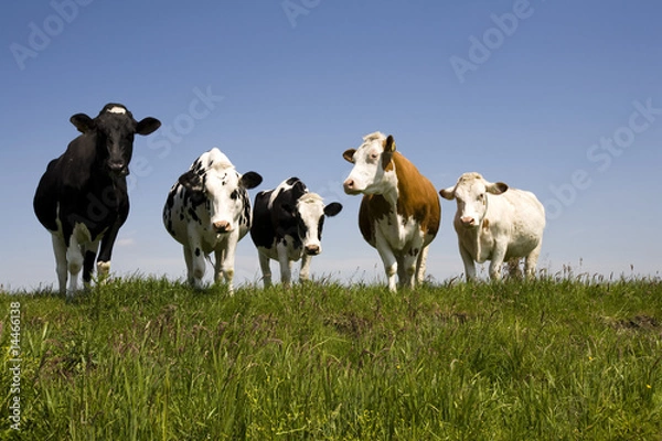Obraz Dutch cows