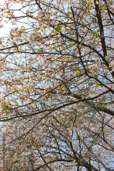 Obraz 青空、太陽の光と桜