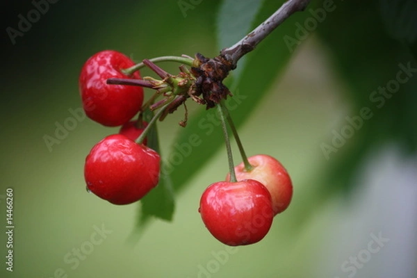 Obraz rote Süßkirschen