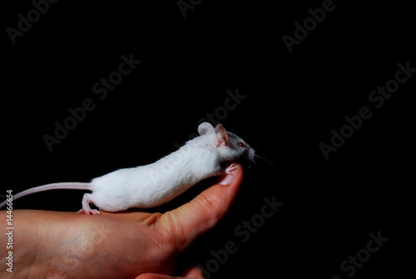 Fototapeta blanco ratón