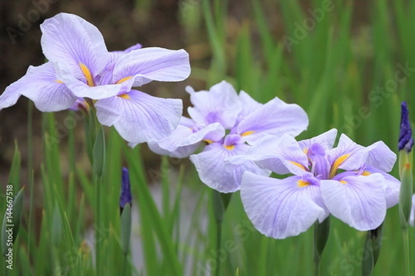 Fototapeta 花菖蒲