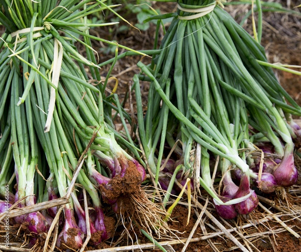Obraz red purple shallot