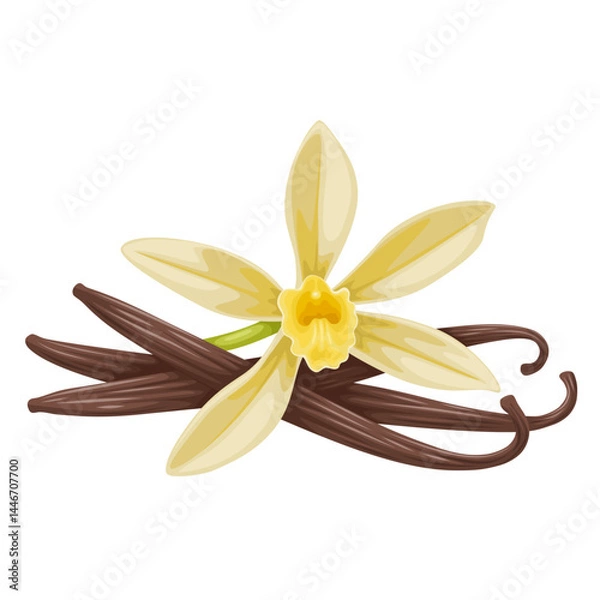 Obraz Illustration of Vanilla flower with dried vanilla sticks. Aromatic seasoning ingredient for cookery and sweet baking, Isolated on white background.