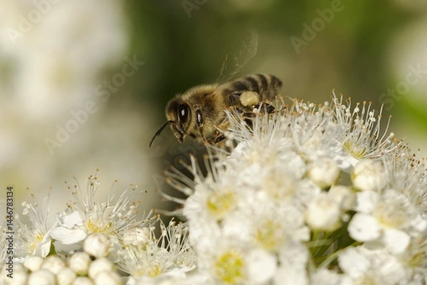 Fototapeta bee on a flower