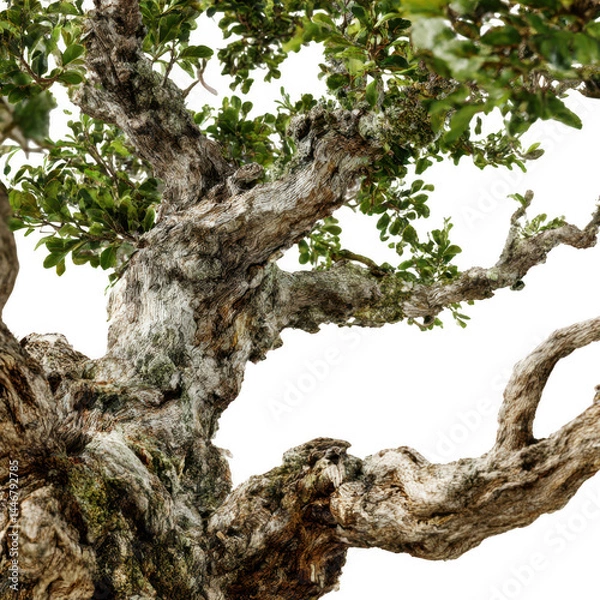 Fototapeta Bonsai tree with green leaves isolated on transparent background