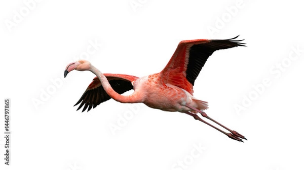 Obraz A flamingo with pink and red plumage flying against a white background