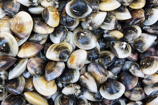 Fototapeta Stack of fresh clam at fish market jetty. For seafood, food, kitchen, texture and background.