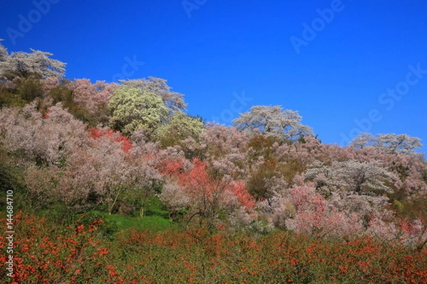 Fototapeta 福島県　春の花見山