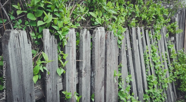 Fototapeta Старый заросший английский сад