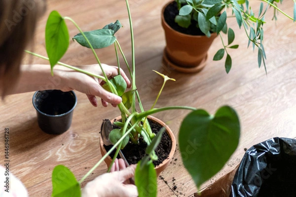 Obraz Indoor Plant Repotting Process with Empty Pots