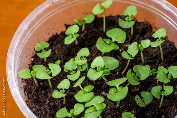 Fototapeta Young spring seedlings of basil in a pot. Seedlings of fragrant herbs