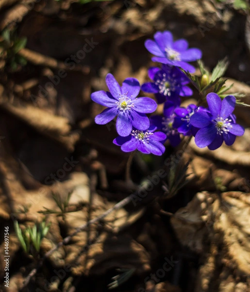 Fototapeta Hepatica Nobilis - the first spring forest flowers. Soft focus.