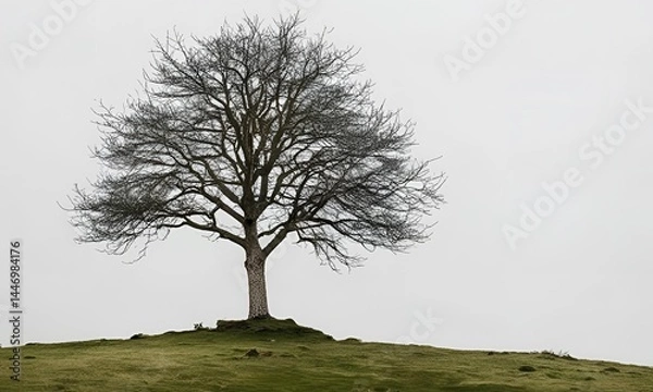 Obraz tree in the fog