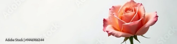 Fototapeta A single, gilded rose blossom, petals delicately unfurled, set against a pristine white backdrop , gold flower, blossom, golden bloom