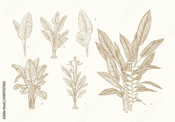 Obraz Hand Drawn Heliconia Set Tropical Botanical Elements