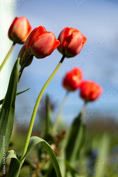 Fototapeta Red tulip in the garden.