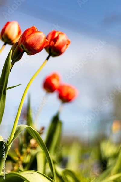 Fototapeta Red tulip in the garden.