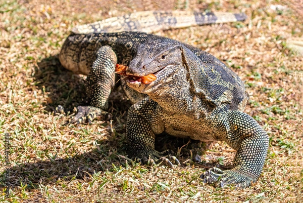 Obraz Closeup portrait of asian Water Monitor lizard (Varanus salvator) in Lumphini Park, downtown Bangkok. Food in its mouth, looking at camera. Green grass in the background. 
