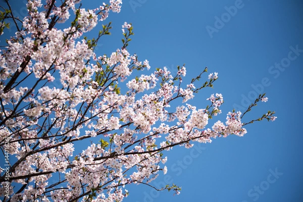 Obraz 自然　公園に咲く桜