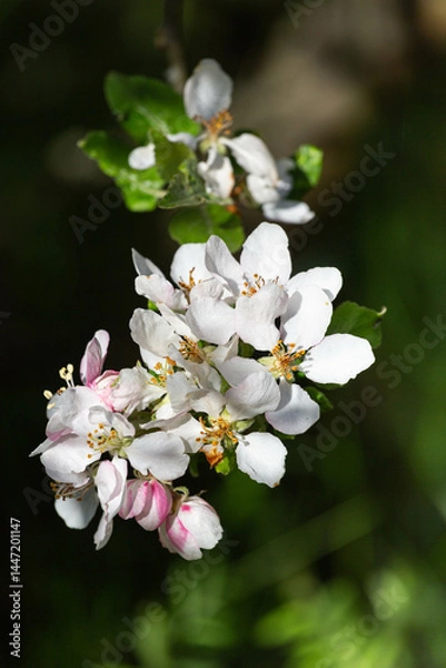 Obraz Kwiaty jabłoni 