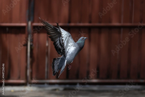 Fototapeta The movement scene of Rock Pigeon flying in the air is isolated on a blurry background. Close-up of Rock Pigeon spread wings in the air.