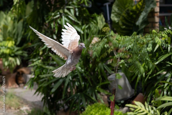 Fototapeta The movement scene of Rock Pigeon flying in the air is isolated on a blurry background. Close-up of Rock Pigeon spread wings in the air.