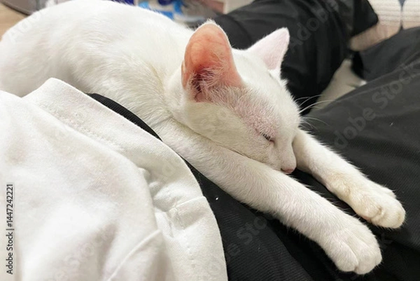 Fototapeta White purebred cat sleeps. Clean and neat cat rests in cozy and warm place.