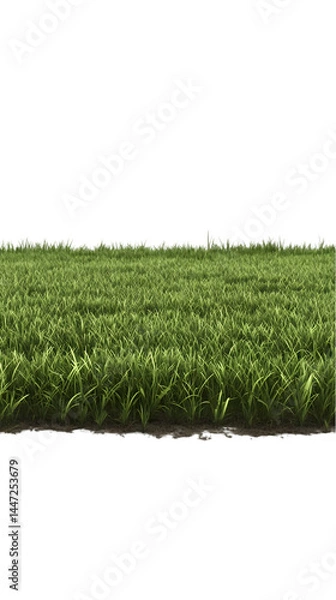 Obraz Realistic Grass Isolated Background Illustration