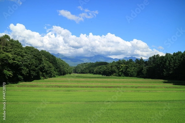 Obraz 初夏の棚田
