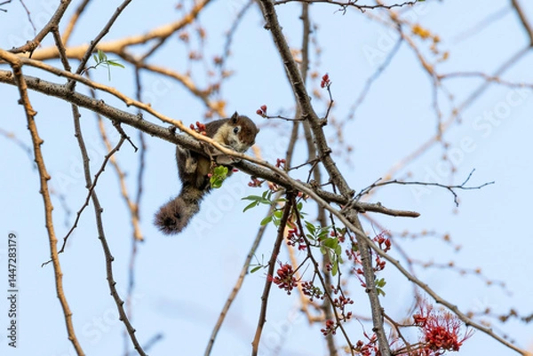 Fototapeta Close-up of a squirrel eating a red flower. Close-up of a squirrel perching on a branch. 